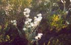 13 Flannel Flowers, Redhead