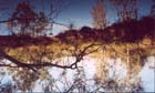 15 Belmont Wetlands
