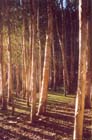 16 Paperbark Trees, Dudley Beach