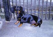 5 months old. February/1998. Click to zoom it out!