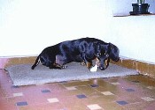 5 months old. February/1998. Click to zoom it out!