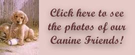 Click for more pics of ourselves and our canine friends!