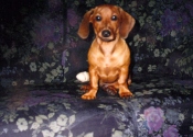 4 month old. December/1995. Click to zoom it out!