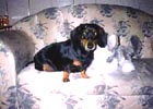 Our dearest unforgettable Tandy Boy I - Click to zoom it out!