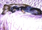 Tandy Boy II (brown) and Goofy Baby (black) - Click to zoom it out!