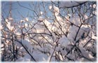Photo prise par M. Marcellin Pelletier