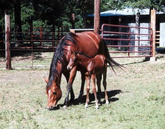 Broodmares