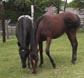 Foals
