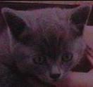 How did the cats get so fat??