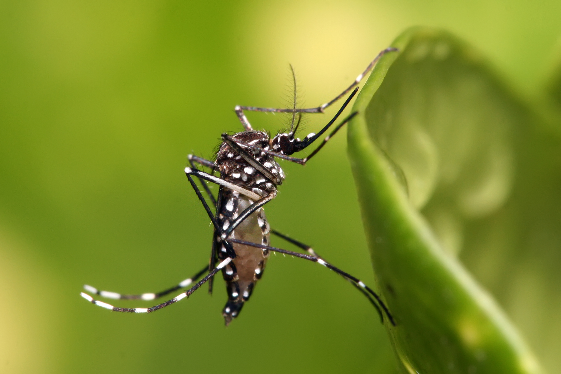 Aedes Mosquito