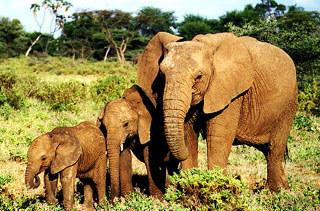 African Elephants