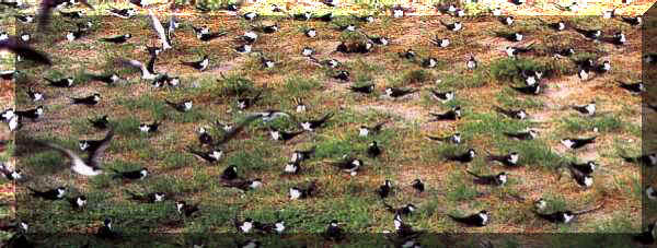 Image of nesting Sooty Terns