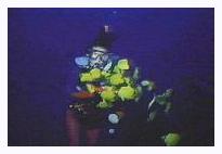 Scuba