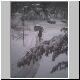 SHOVELED2.JPG