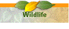Wildlife