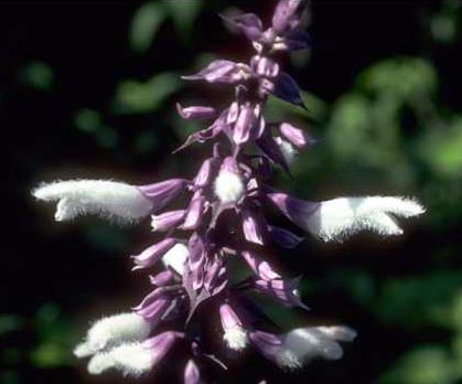 Salvia!!!!