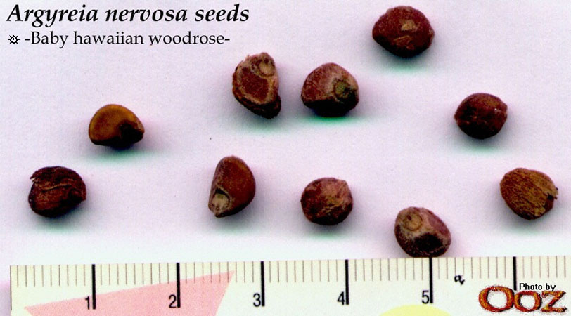 Argyreia Nervosa