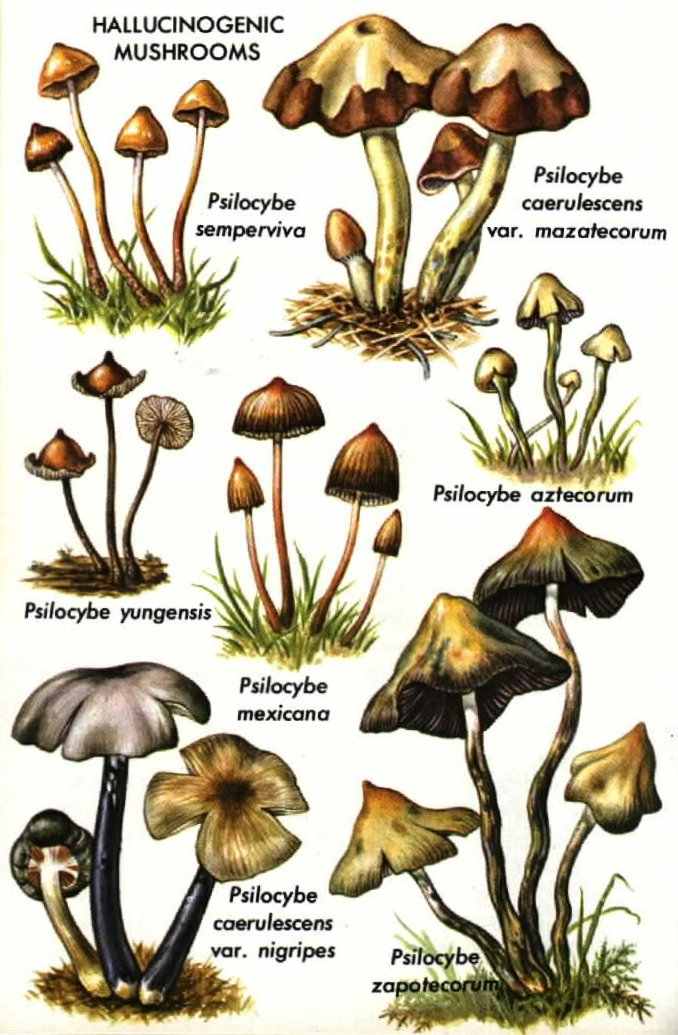 Psylocibe !!!!