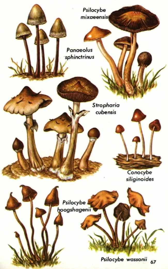 Psylocibe !!!!