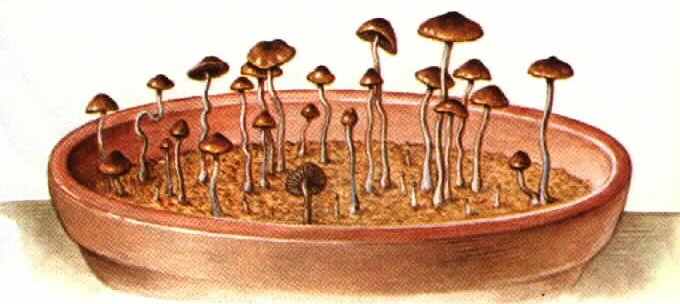 Psylocybe Cubencis