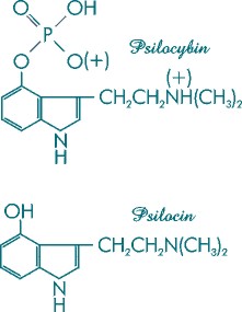 Psylocibe !!!!