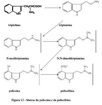 Psylocibe !!!!