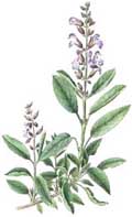 Salvia Divinorum / Ska Maria Pastora