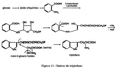 Psylocibe !!!!
