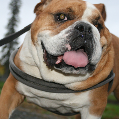 gramps the bulldog