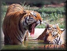 Tigre de Bengala (Phantera tigris tigris)