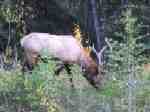 Elk