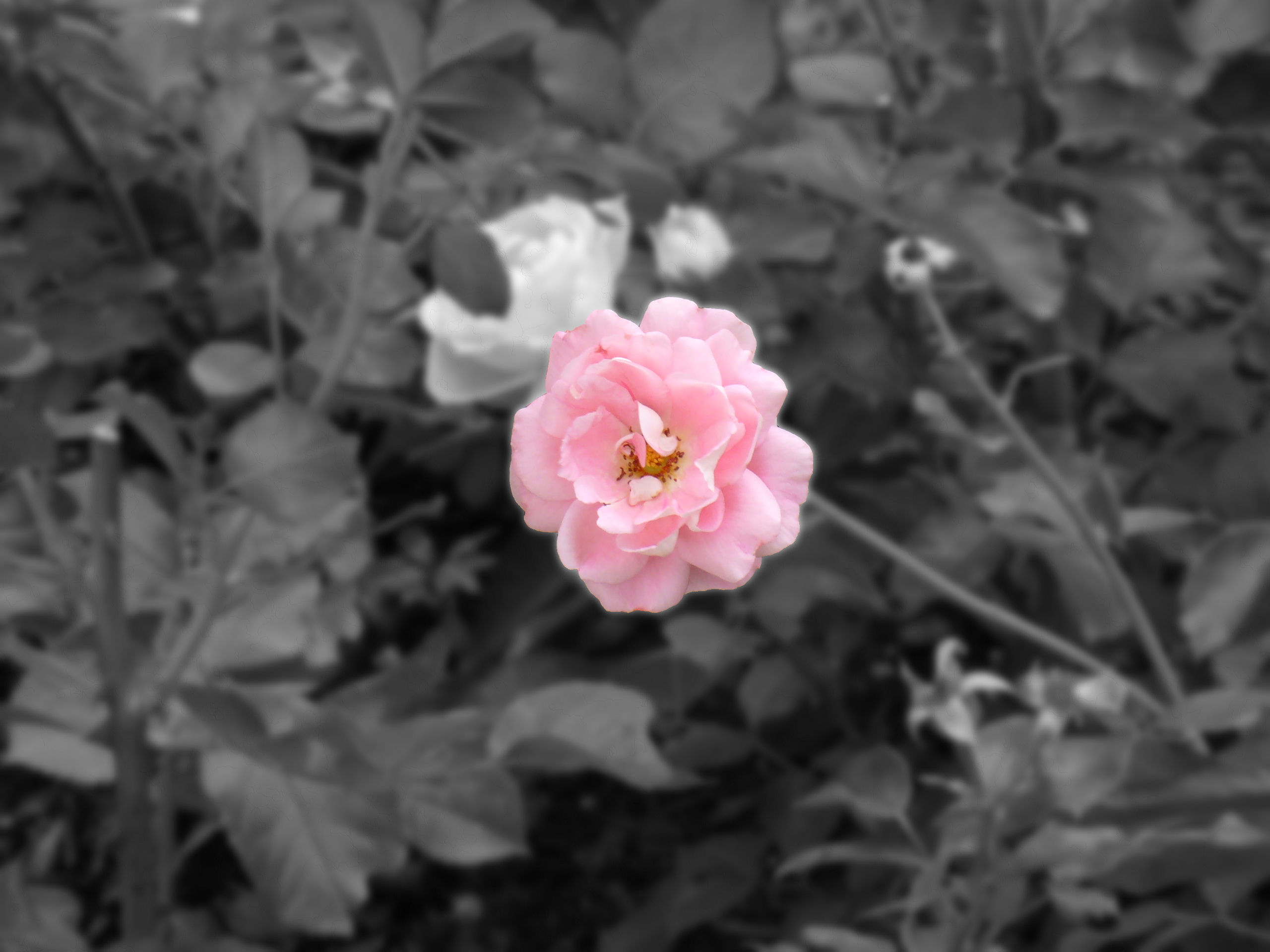 Edited Rose I saw in Germany