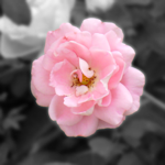 Edited Rose I saw in Germany