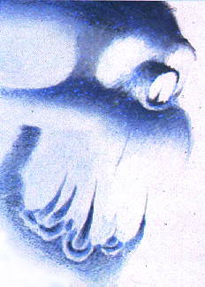 This Is A Skull