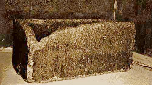 SARC&Oacute;FAGO DE K&Eacute;OPS