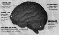 parts of the brain