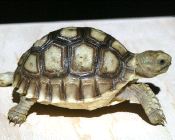 Sulcata por Henar Sastre