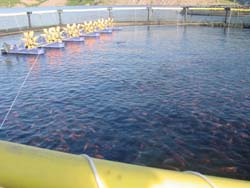 proyecto denominado "Peces por Bosque"