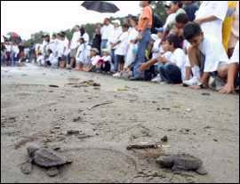 Pese a los esfuerzos para preservarla, la tortuga La&uacute;d se encuentra en un peligro cr&iacute;tico de extinci&oacute;n 