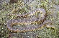 Camuflada. La Curiy&uacute; alcanza los cuatro metros de largo.