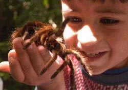 Para Fabio tener una tar&aacute;ntula entre sus manos fue un sue&ntilde;o hecho realidad. Desde los 2 a&ntilde;os este peque&ntilde;o es un aficionado de los ar&aacute;cnidos.
