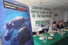 En México se han hecho varias campañas para salvar a la tortuga. Foto: archivo