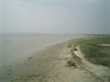 Affected prawn farm in backwater area