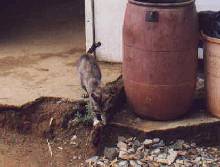 Running cat
