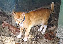 Puma-  18 months old...
