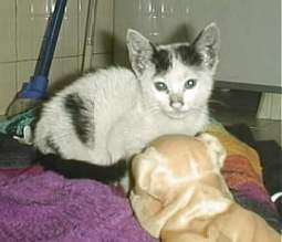 Sooty needed a good bath, when found on the streets