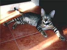 Tazzy- 5 months old