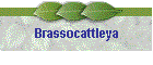 Brassocattleya