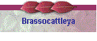 Brassocattleya