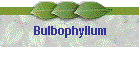 Bulbophyllum